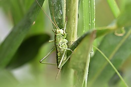 蚱蜢,葉子,綠色