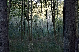 瑞典,森林,戶外