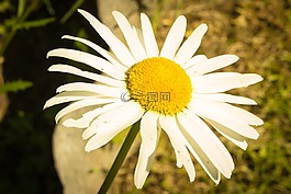 鮮花,黛西,夏季