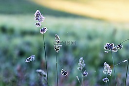 草,草地,字段