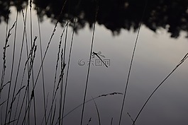 瑞典,湖,蜻蜓