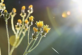 草,草地,字段