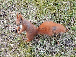 松鼠,嚙齒動物,森林動物