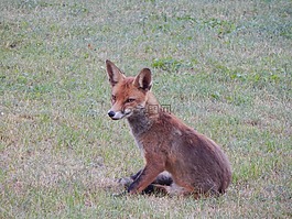 ?？怂?森林動物,捕食