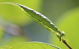 葉,綠色,自然