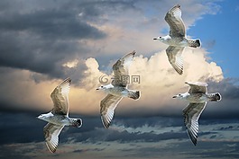 鷗,海鷗,鳥