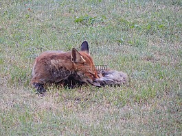 ?？怂?森林動物,捕食