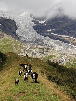 冰川,山,母牛