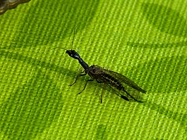 kamelhalsfliege,昆虫,动物