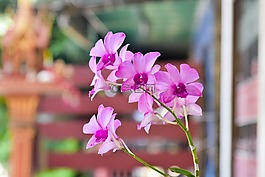 花,蘭花,自然