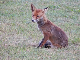 ?？怂?森林動物,捕食