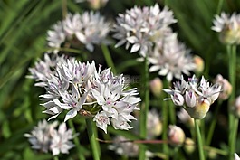 觀賞蔥,白,開花