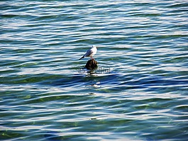 水,海,水禽