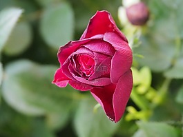 羅莎,花,性質(zhì)