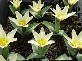 花,郁金香,春天