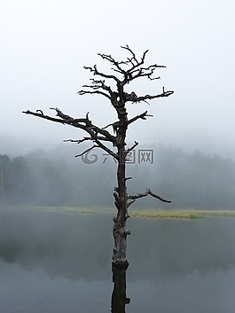湖,死树,反思