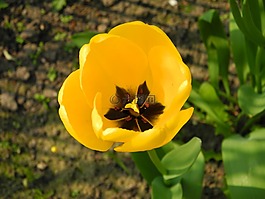 郁金香,春天的花,黃色