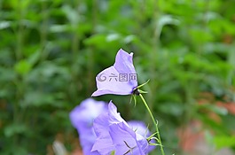 鮮花,貝爾,夏季
