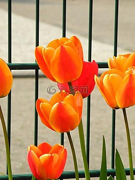 春天,花园围墙