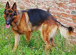 德國牧羊犬,狗,家養(yǎng)
