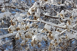 雪,樹(shù),冬天
