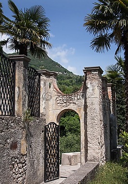 公園,樹木,棕櫚樹