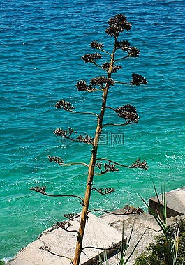 龍舌蘭,廠,花序
