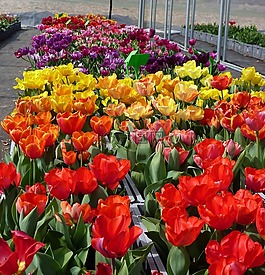 花,郁金香春天,顏色