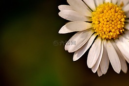 雛菊,白,花園