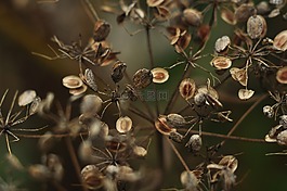 性質(zhì),植物,花卉