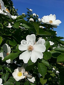 花,玫瑰,野玫瑰