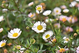 雛菊花,鮮花,雛菊