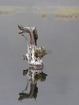 水,霧,死樹