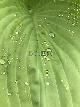 雨滴,露水,morgentau