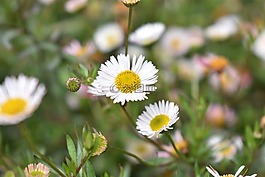 雛菊花,雛菊,鮮花