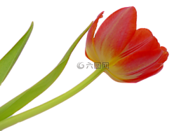 郁金香,開花,花