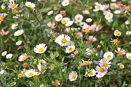 甘菊花,鮮花,野生花卉