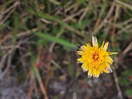 花,黃色,花瓣