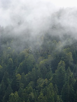 霧,森林,樹