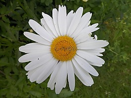 白,黃色,花