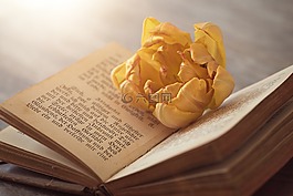 本書,老書,老