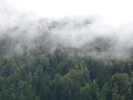 霧,森林,樹