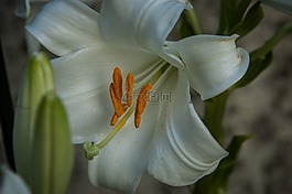 雌蕊,百合,白