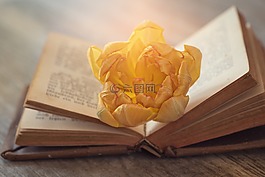 本書,老書,老