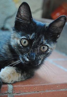 小猫,可爱猫咪,可爱