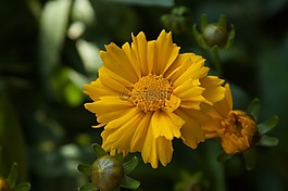 花,黃色,開花
