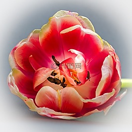 郁金香,郁金香头,开花
