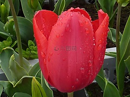 花,郁金香,紅色