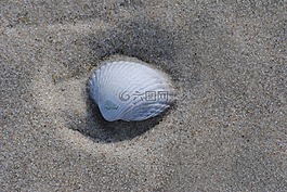 外殼,沙,海灘