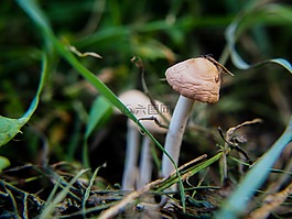 照片,性质,夏季